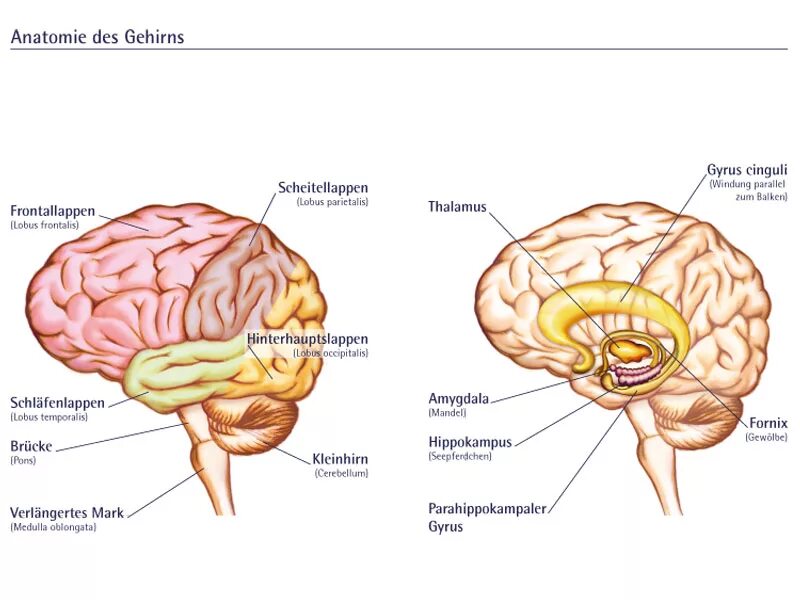 Prof di anatomia. Gyrus cinguli анатомия. Гехирн. Lobus frontalis Anatomy.