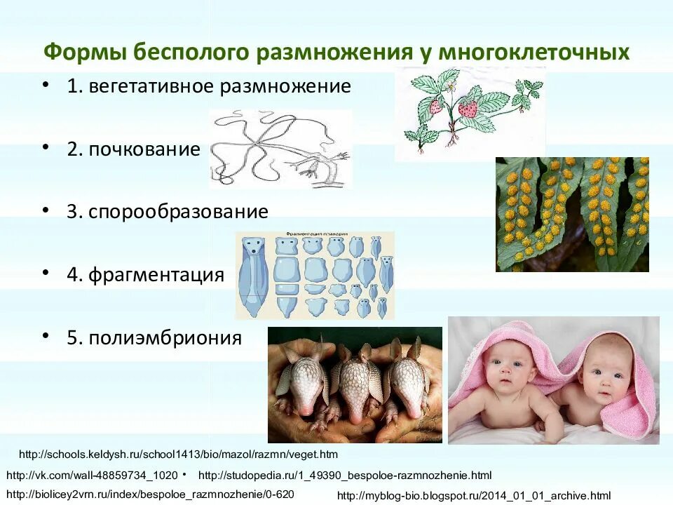 Презентация формы размножения животных 8 класс биология. Формы бесполого размножения почкование. Типы бесполого размножения 6 класс биология. Бесполое размножение многоклеточных. Формы размножения организмов бесполое размножение.