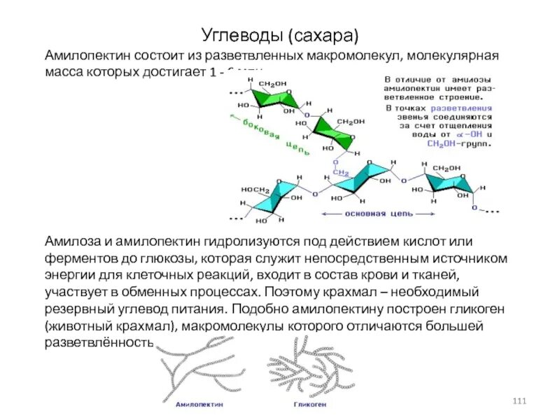 Макромолекулы входящие в состав живых систем. Макромолекулы входящие в состав живых систем