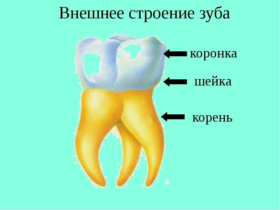 Картинка зубы человека