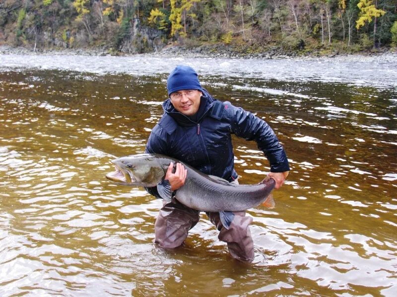Рыбалка на реке катунь горный алтай. Рыбалка на реке катунь горный алтай. Катунь хариус. Рыба в катуни. Хариус горный алтай.