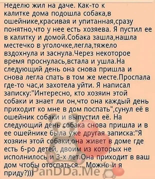 Как живете эту неделю. Неделю жил на даче как-то к калитке дома подошла собака. анекдот про собаку которая приходила спать к соседу. пес приходил поспать. собака приходит поспать анекдот.