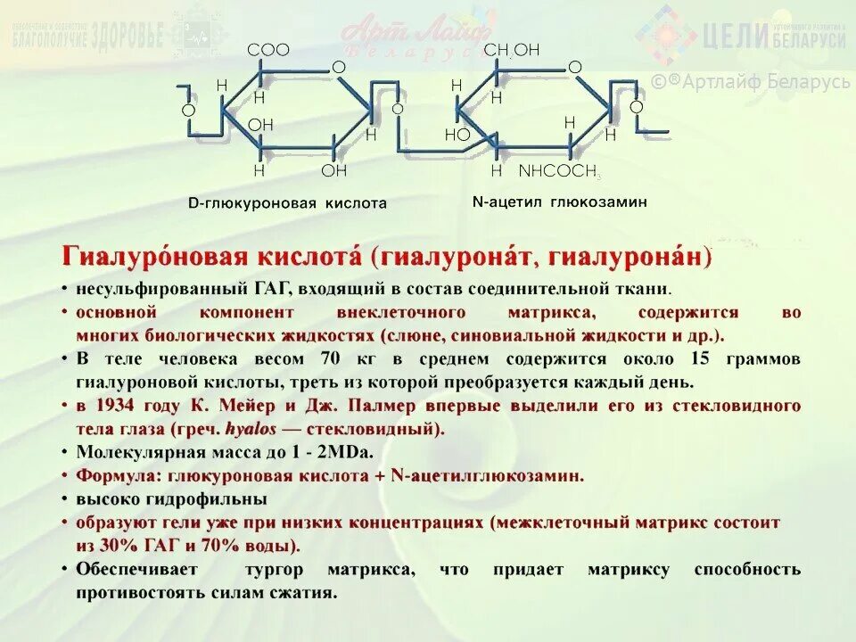 Функция гиалуроновой кислоты. Функция гиалуроновой кислоты