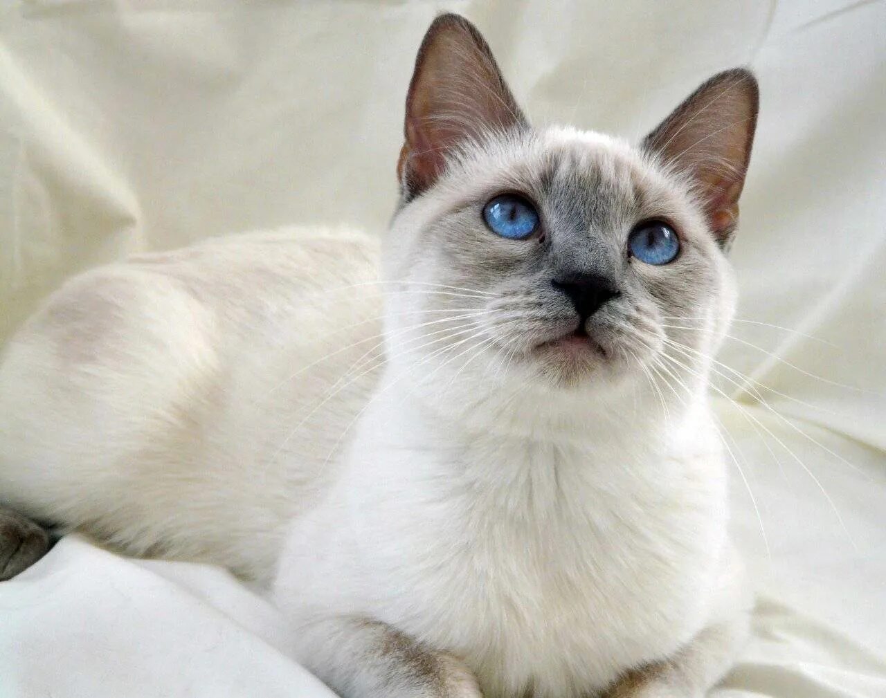 Породы сиамского окраса. Тайский Блю Пойнт. Тайская кошка Лилак Пойнт. Тайская кошка Лайлак Пойнт. Тайский кот Блю Пойнт.