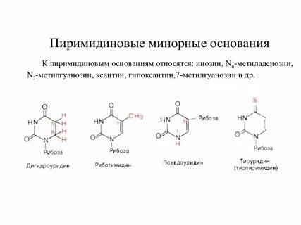 Пуриновые и пиримидиновые основания нуклеозиды нуклеотиды