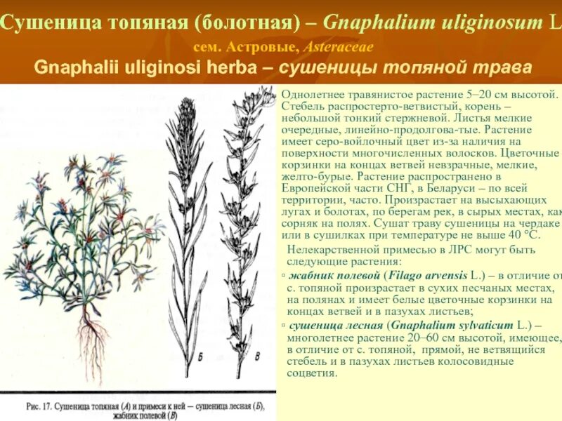 Многолетних травянистых растений признаки. Трава сушеницы топяной - herba Gnaphalii uliginosi. Сушеница топяная ЛРС. Трава сушеницы топяной сырье. Трава сушеницы топяной ЛРС.