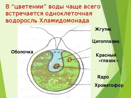 Амеба и хламидомонада