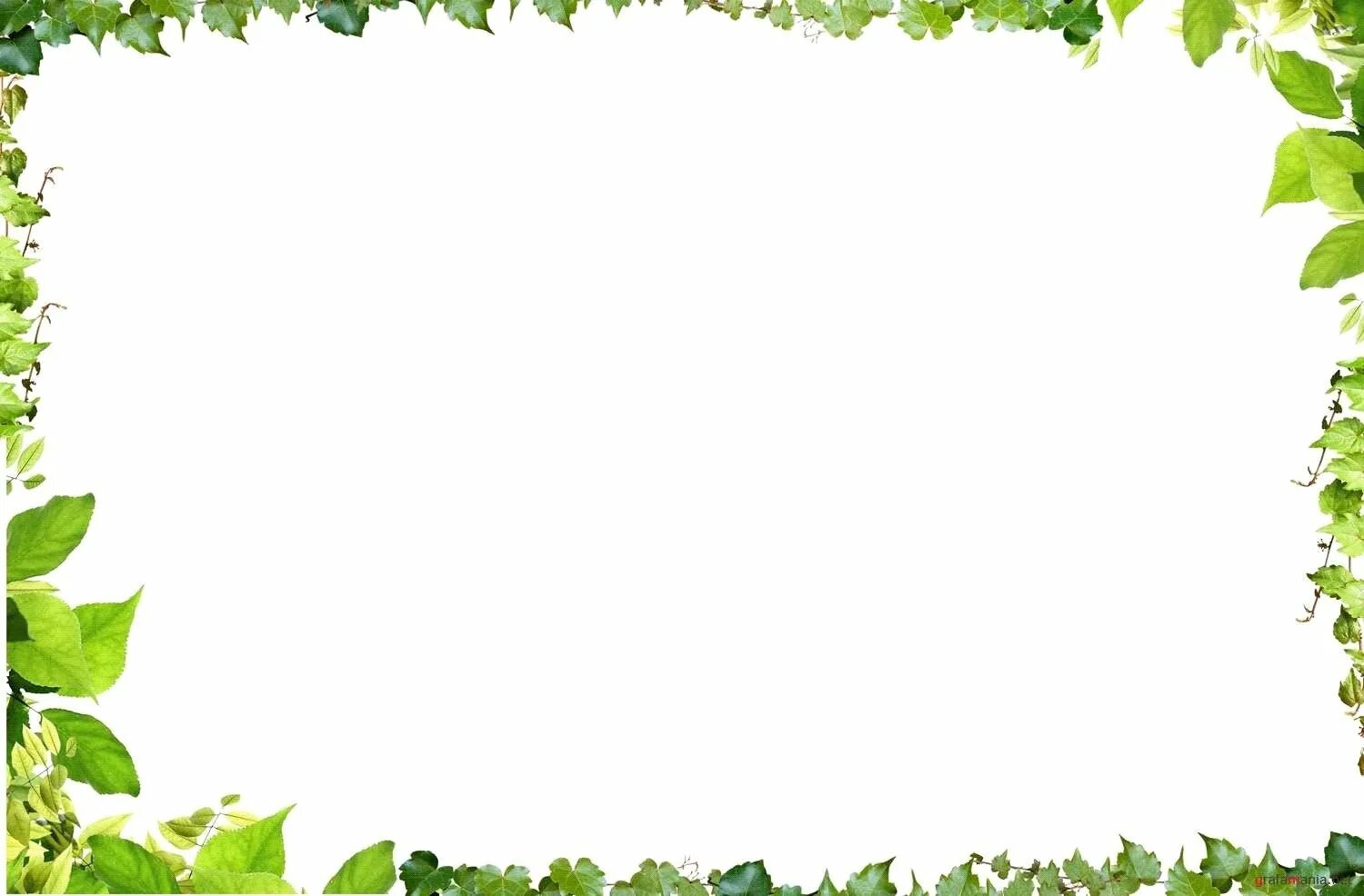 Leaves frames