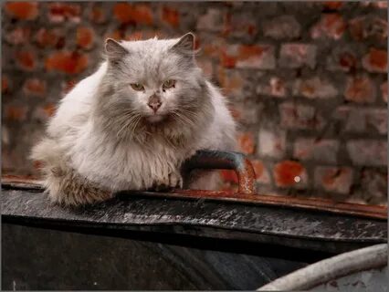 Ранимая кошка