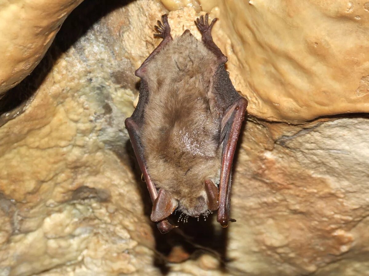 Пещера мовиле. Пещера гоблинов днд. Жители пещер. Пещера петралона салоники. Пещеры из дети капитана.