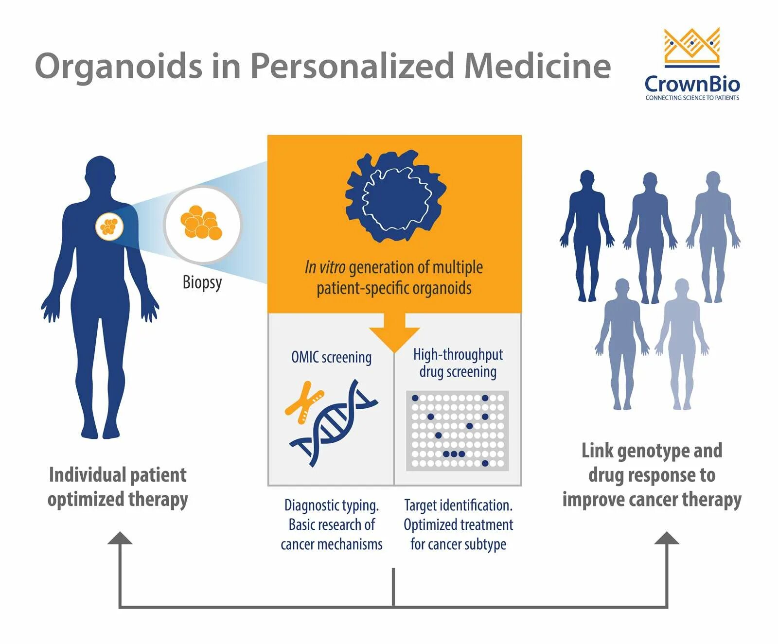 Xenograft регистрация. Xenograft регистрация. Patient derived. Госпитализация пациента. Personalized medicine.