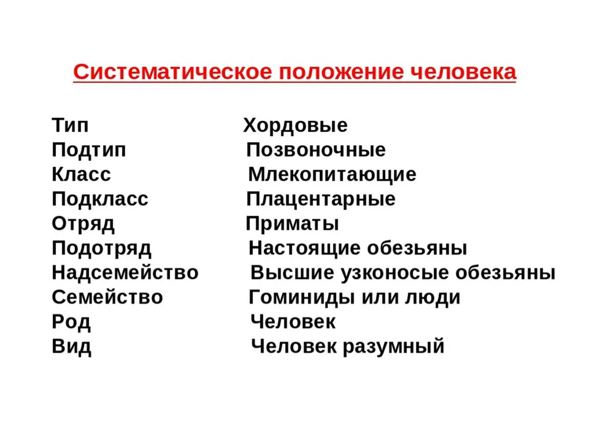 Систематическое положение человека. Систематическое положение человека Тип. Человек Тип Подтип класс. Систематическое положение человека в отряде приматов.