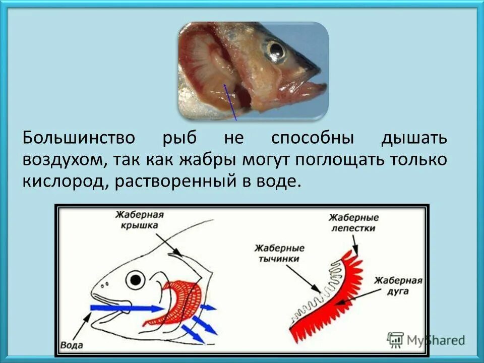 Как дышат рыбы в воде