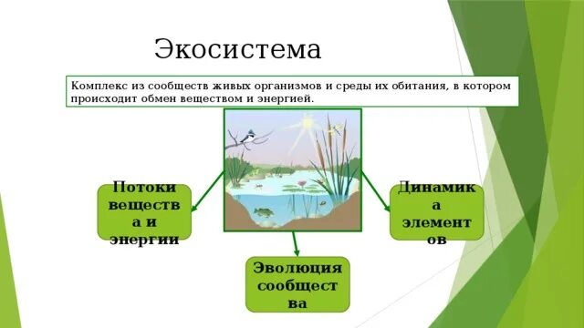 Экосистема парка. Структура экосистемы. Экосистема услуг. Экосистема это комплекс.