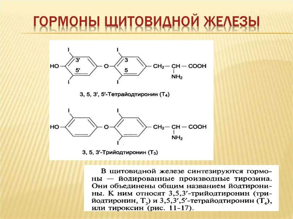 Тетрайодтиронин (тироксин, т4) функция. Гормоны пщитовиднойжелезы. Гармин щитовидной железы.