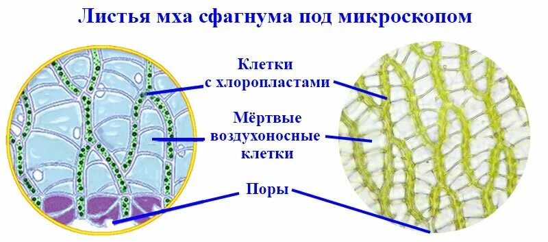 Мох сфагнум строение листа. Воздухоносные клетки сфагнума. строение мха под микроскопом рисунок. строение мха сфагнума лабораторная работа 5 класс. строение сфагнума 5 класс.