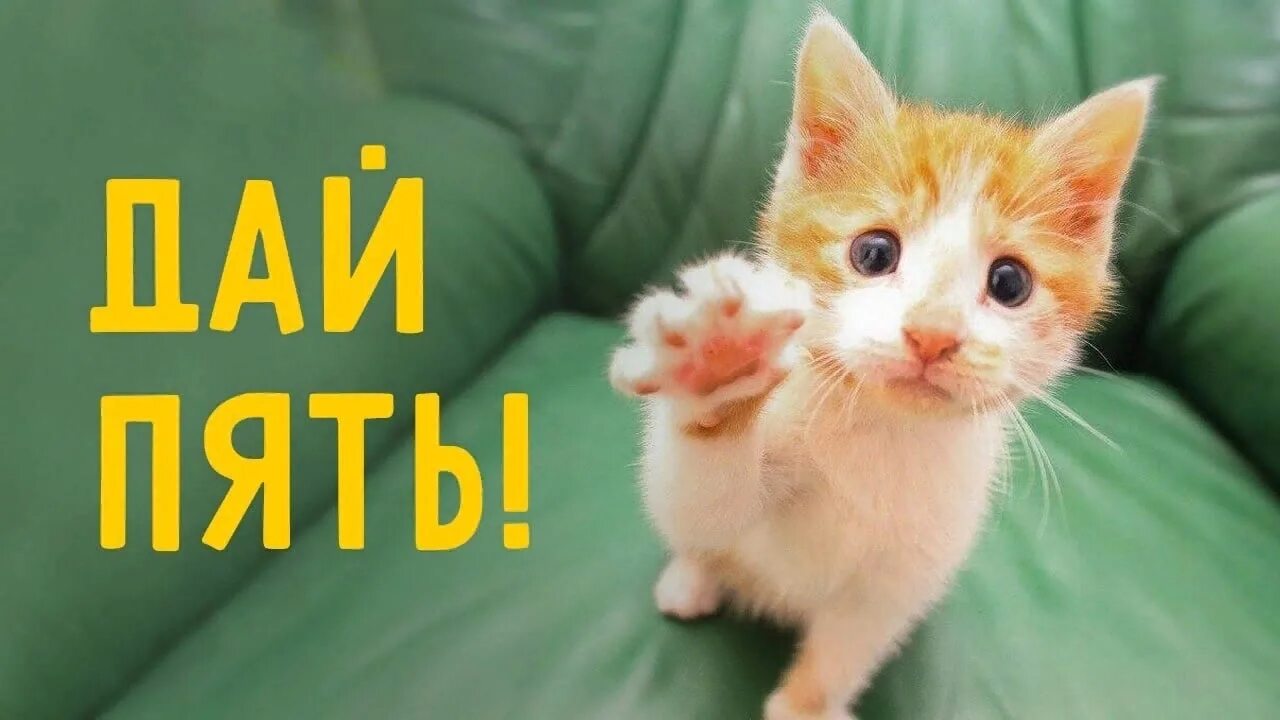 Дай 5 казань. Дай пять. Привет котик. Кот дай пять. Котик умница.