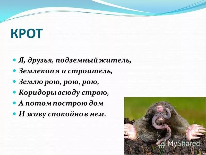 Крот слепыш. Рассказать про крота для детей. Крот. Красивый крот. Почему крота называют землекопом и строителем найди.