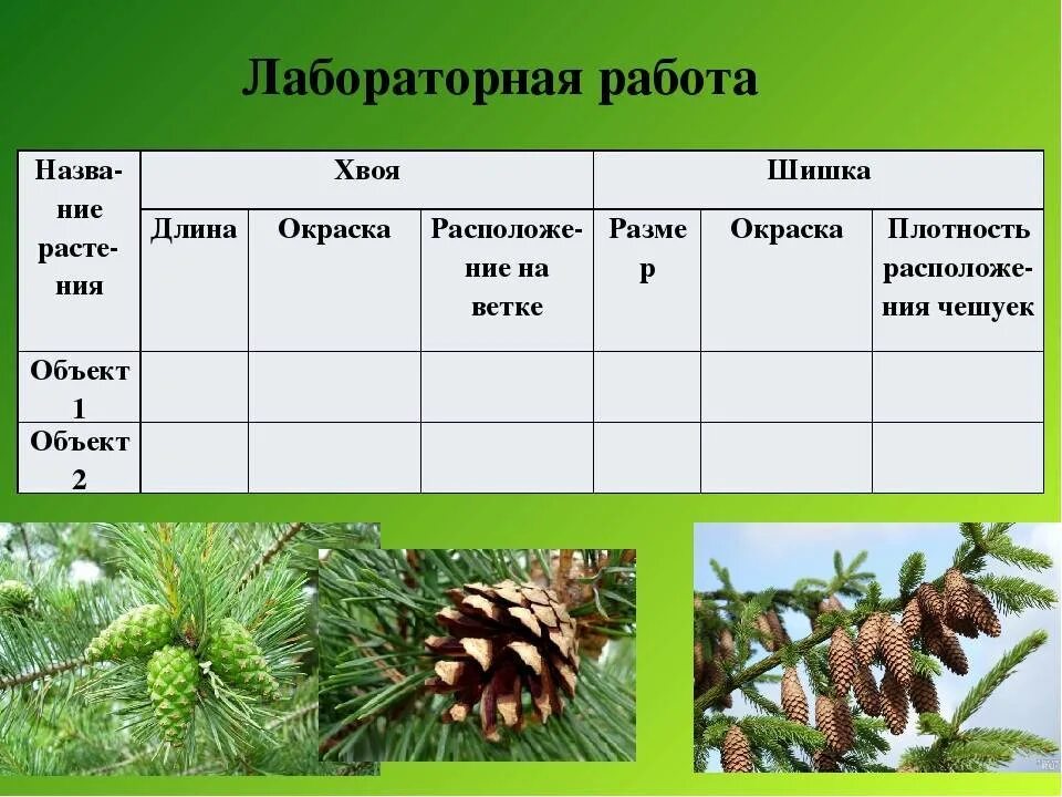 Жизненные формы отдела голосеменных. Голосеменные таблица 5 класс биология. Ель обыкновенная расположение хвоинок. Расположение хвоинок у лиственницы сибирской. Плотность чешуек шишки сосны.