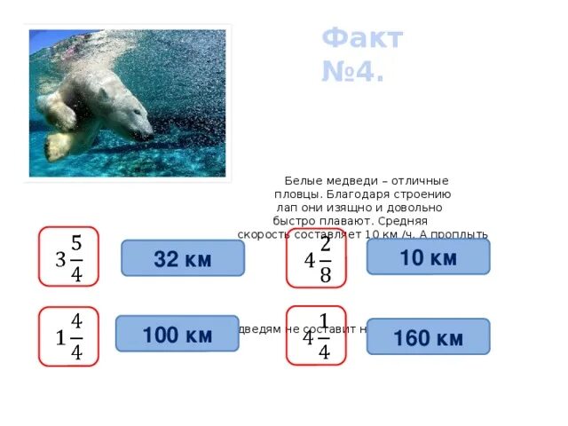 Скорость плавания белого медведя. Скорость белого медведя. С какой скоростью плавает медведь. Скорость передвижения белого медведя. Средняя скорость медведя при беге км ч