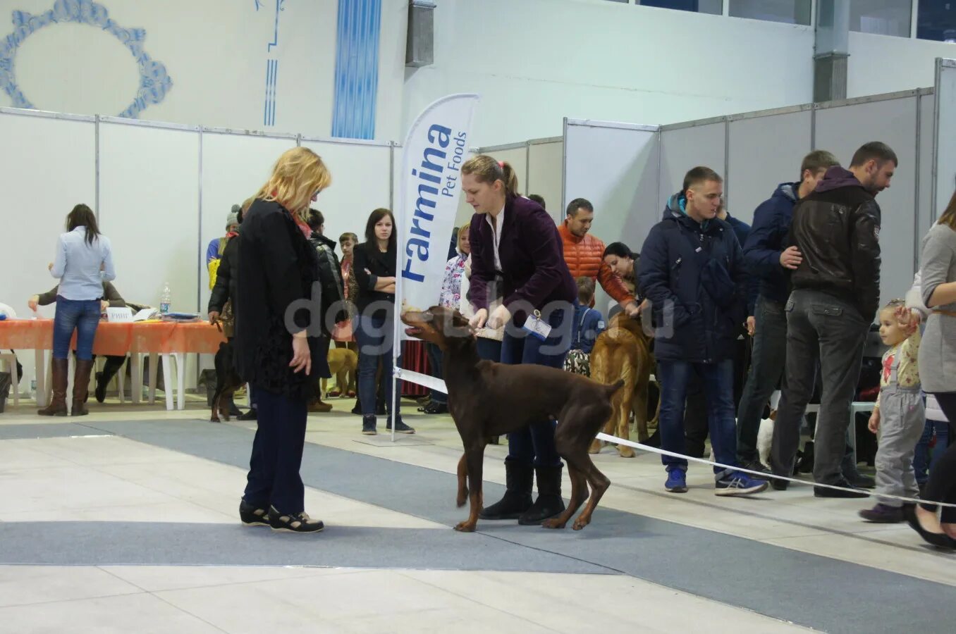 Выставки скор. Выставка собак Белгород. Выставка собак скор. Выставки скор в Раменском.