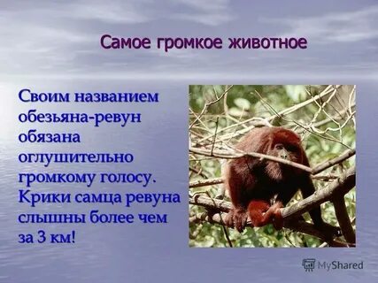 Проект самые самые 4 класс