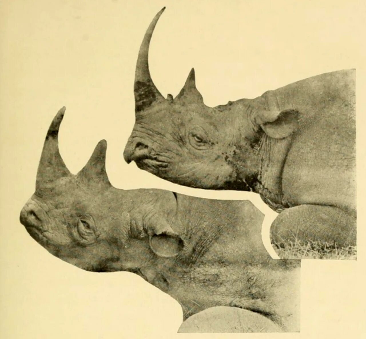 Diceros bicornis. Ceratotherium neumayri. Носорог.