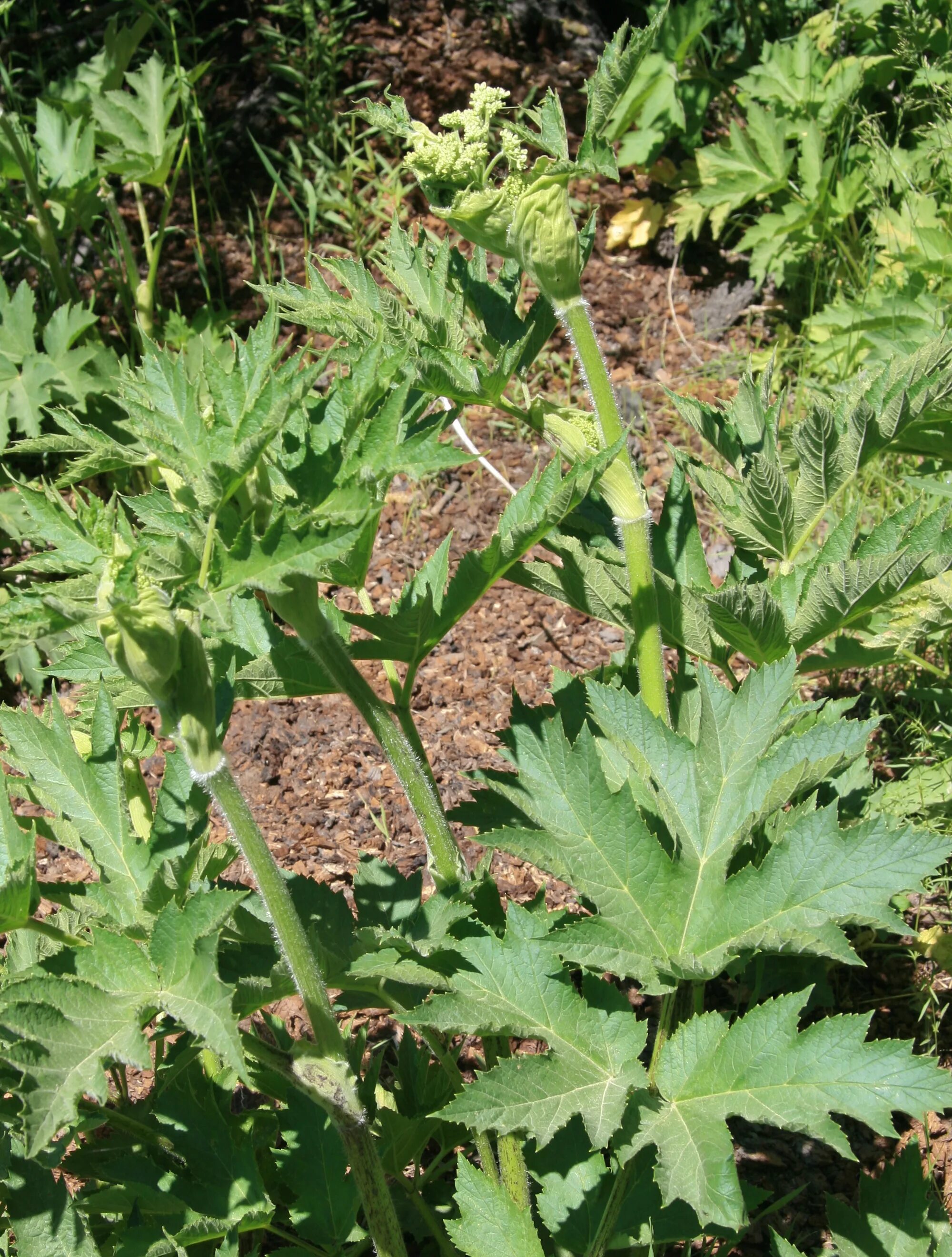 Heracleum — борщевик. Heracleum lanatum. Борщевик шерстистый. Борщевик Мантегацци.