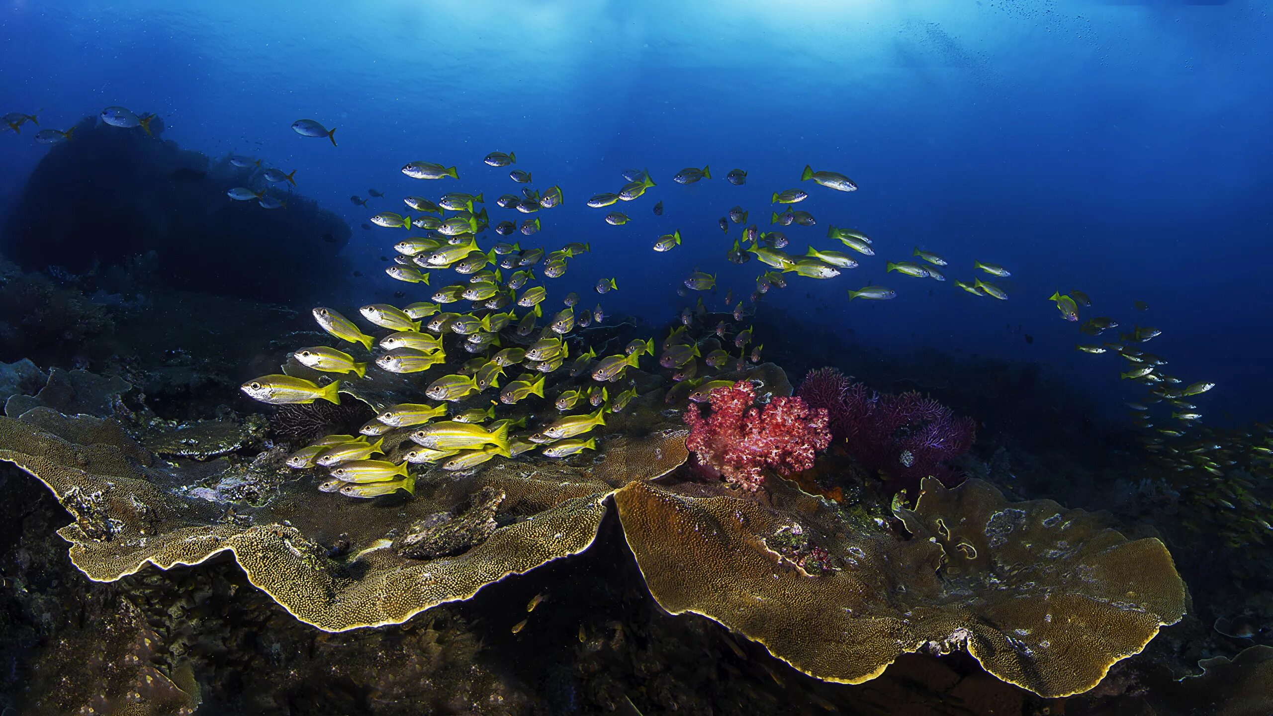 Группа морских организмов на дне океана. Кораллы в Шарм Эль Шейхе. Подводный мир. Подводный мир черного моря. Дно моря.