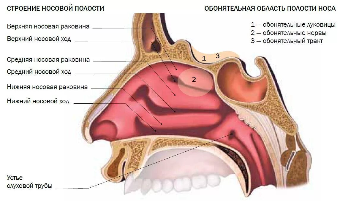 Отделы слизистой оболочки носа. Носовая полость строение хоаны. Носовые раковины и носовые ходы. Схема строения носовой полости. Строение носовой полости спереди.