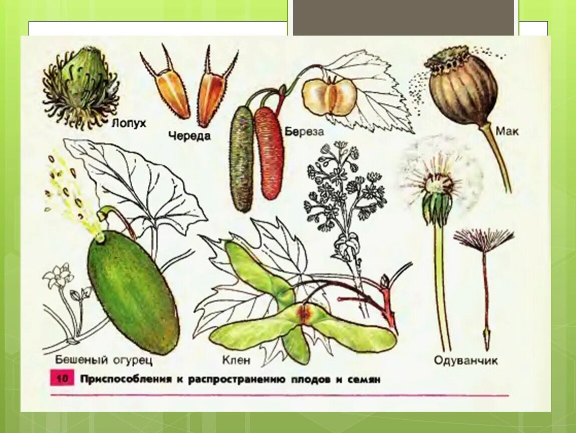 Какие растения переносятся ветром. Способы распространения семян у цветковых растений. Способы распространения плодов растений. Распространение плодов и семян. Плоды и распространение плодов.