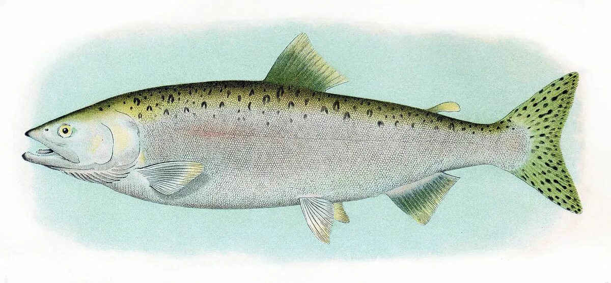 Лососевая рыба 7. Pink Salmon горбуша - Oncorhynchus gorbuscha. Горбуша (Oncorhynchus gorbuscha). Кижуч Тихоокеанский лосось. Кижуч (Oncorhynchus kisutch).