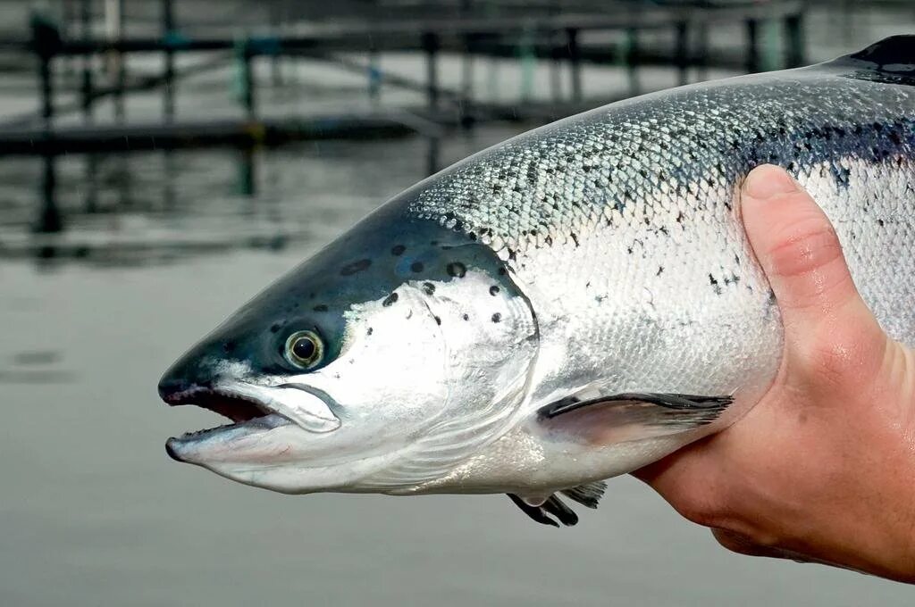 Аквакультура форель. Аквакультура семга. Узв форель. Атлантический лосось. Аквквакультура лосось.