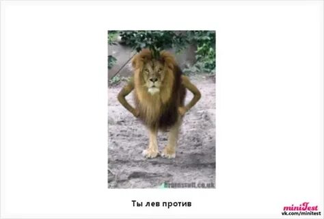 Лев ти ти ти