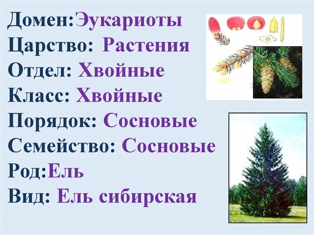 Классификация хвойных. Ель Сибирская систематика. Ель обыкновенная систематика. Ель европейская систематика. Голосеменные царство отдел класс род вид.