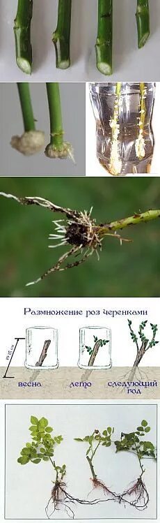 Альстромерия укоренить из букета. Русский огород черенки. Русский огород черенки. Черенкование жасмина весной. Русский огород черенки.