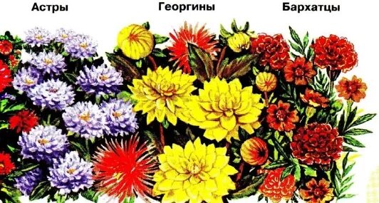 Определите несколько растений осенних цветников запишите названия. Астра георгина гладиолус хризантема бархатцы окружающий мир. названия осенних цветников 2 класс. растение осенних цветников для 2 класса. осенние цветы на клумбе названия.