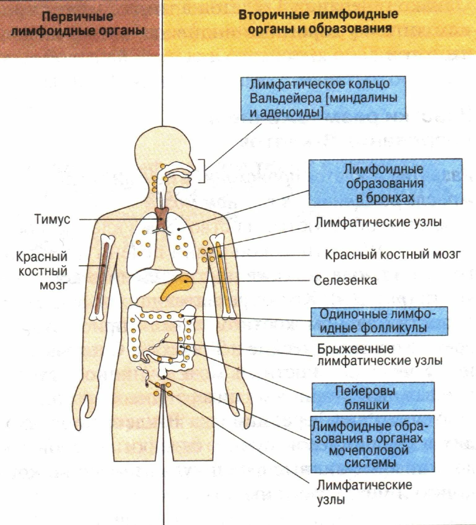 Первичные и вторичные органы иммунной системы. Схема иммунной системы организма человека. Схема лимфоидной системы человека иммунология. Структура иммунной системы схема. Иммунный центр