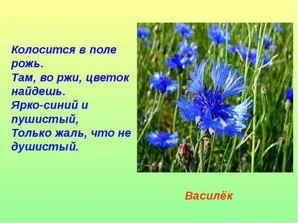 Синий василек предложение