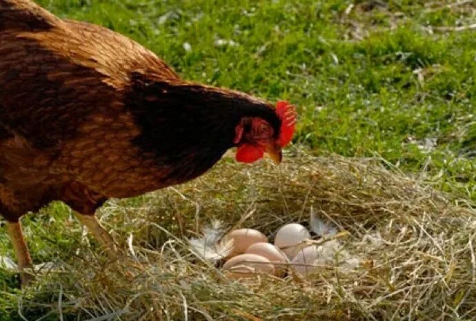 Как отучить кур клевать яйца. Курица расклевывает яйцо. Курица клюет яйца. Куры клюют яйца. Расклев яиц.