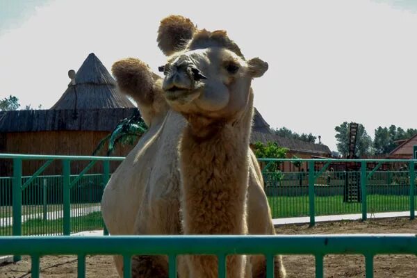 Баба фрося астрахань. Баба фрося астрахань. Зоопарк баба. Зоопарк баба фрося в астраханской области. Иванчугский зоопарк «баба фрося».