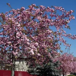 Вишня мелкопильчатая