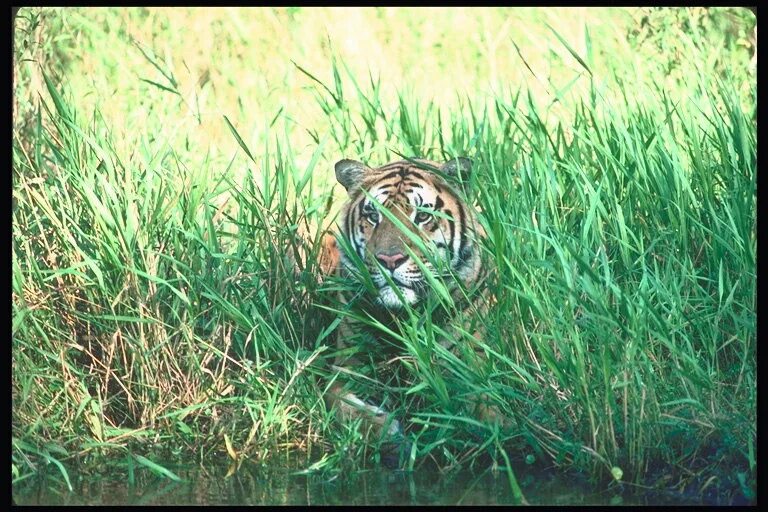 Затаившийся тигр. Тигр в траве. Тигрица в засаде. Тигр в засаде. Зоопарк кольморден тигр будда.