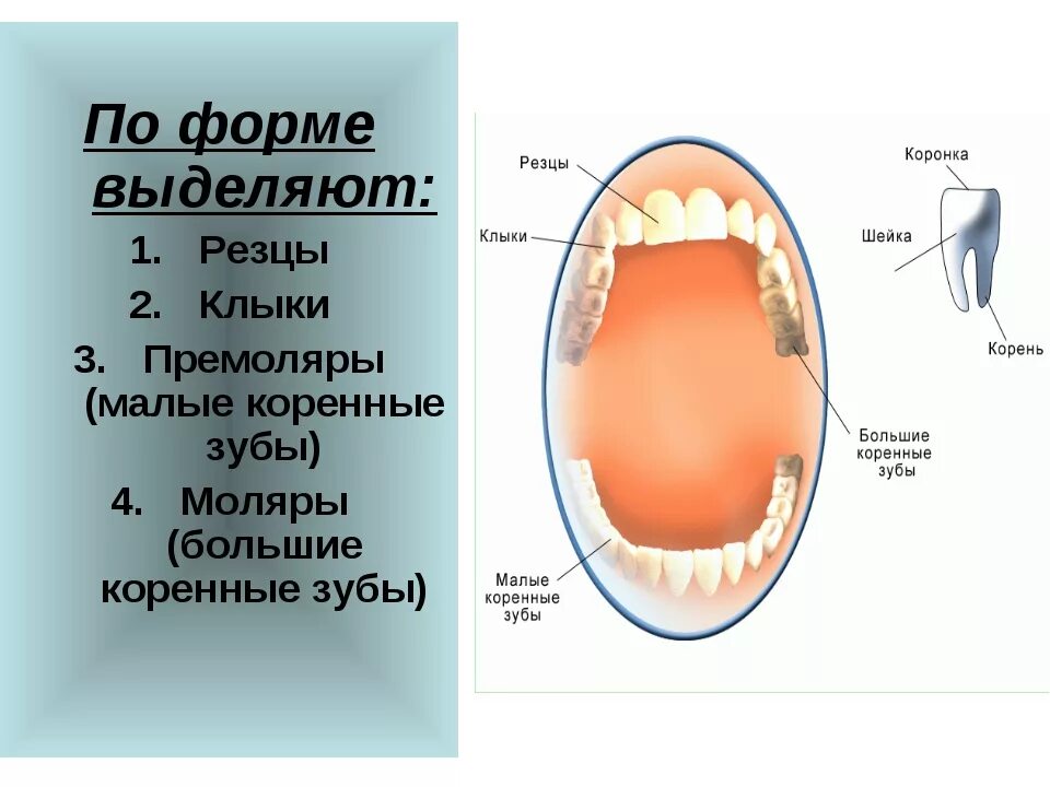 Большие резцы зубы. Зубы анатомия резцы клыки. Резцы клыки и коренные зубы. Резцы клыки моляры. Зубы резцы клыки малые коренные большие коренные.