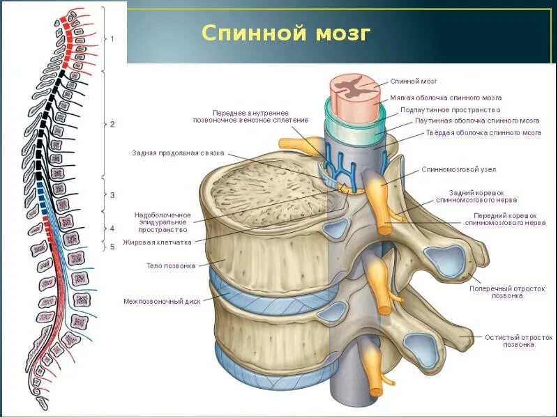 Строение спинномозгового нерва человека. Ствол спинного мозга строение. Строение позвонка со спинным мозгом. Позвоночник смнервами строение.