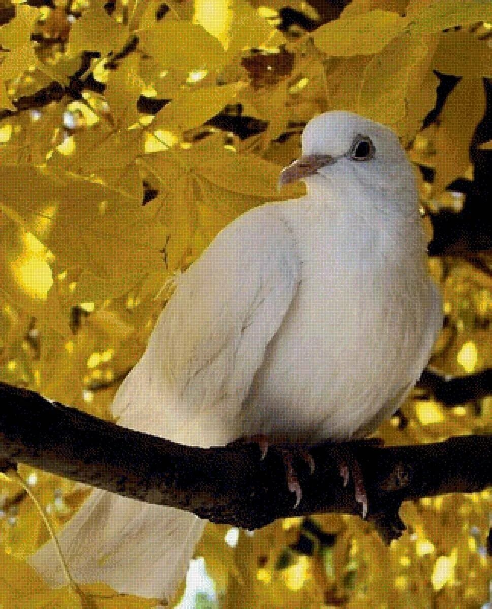 Крыло птицы. Птицы над озером. Мирное небо. Пегий голубь. Белый голубь.