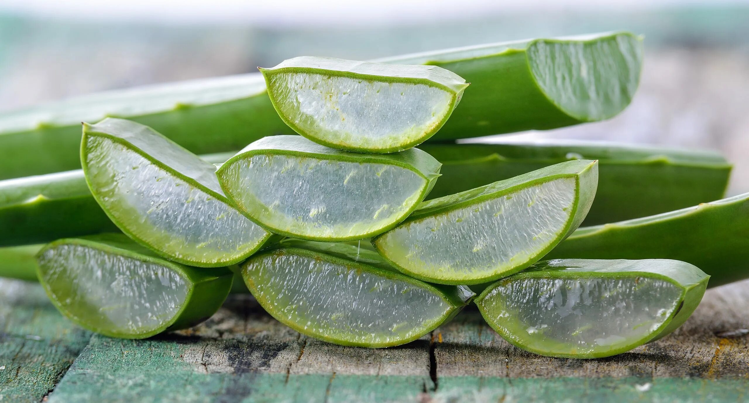 Aloe Vera. Алоэ срез. Лист алоэ в разрезе. 8 aloes