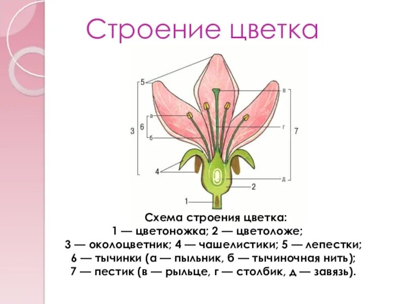 Строение цветка самостоятельная. Строение лилейных растений схема. Пыльник тычиночная нить рыльце. Околоцветник схема цветка. Строение цветка лилейных схема.