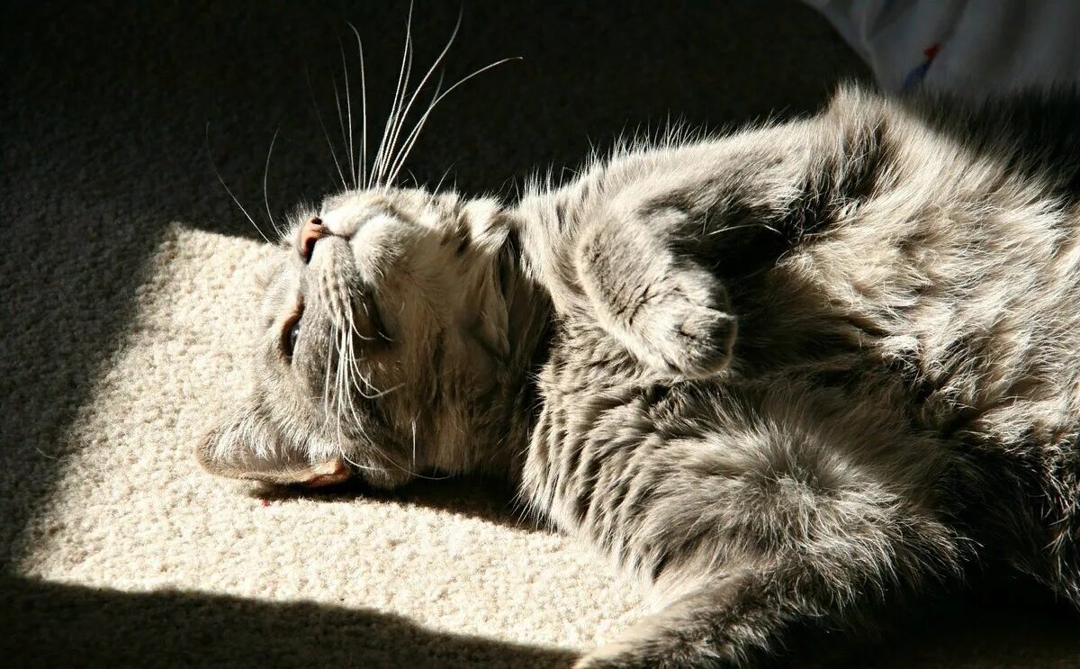 Кот лежит на солнышке. Лежачая кошка. Кот лежит. Кот балдеет. Расслабленная кошка
