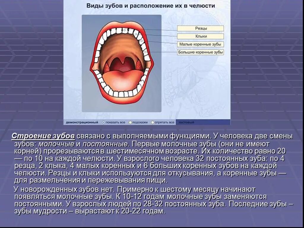 Строение молочного зуба 2. Строение и функции зубов. Зубы человека строение и функции. Зубы функции анатомия. Какую функцию выполняет зуб человека